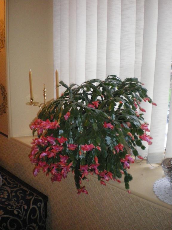 Langley Bank Guest House Ер Екстер'єр фото